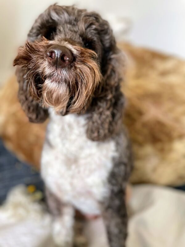 Lennon the Labradoodle, looking thoughtful